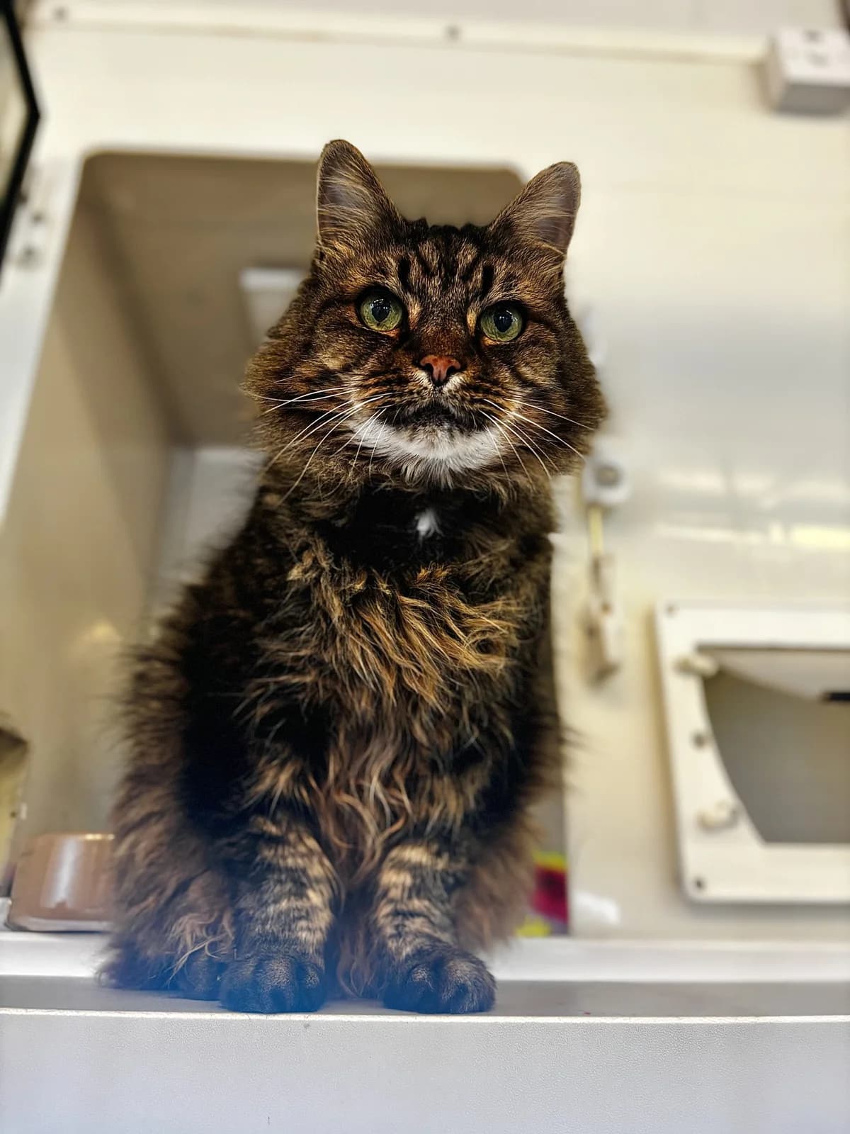 Mr O’Mally, male senior Mixed Breed Cat for adoption at All Creatures Great & Small Animal Sanctuary