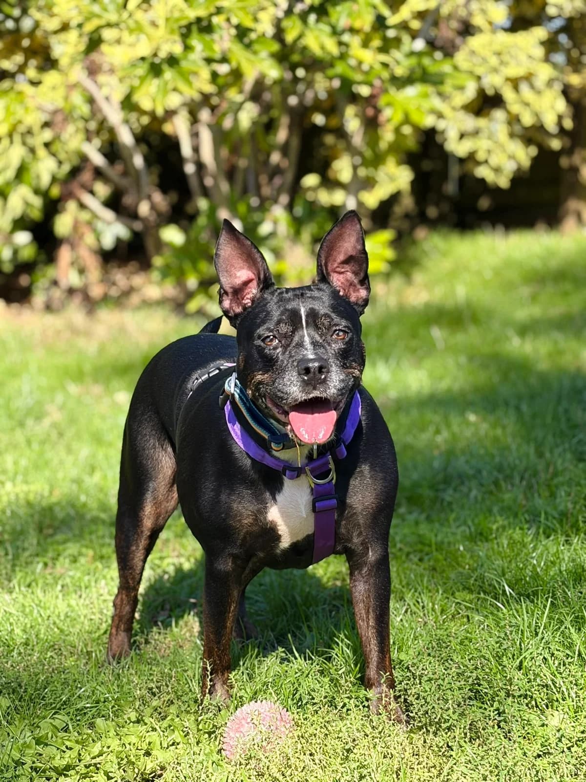 Nellie, female 7yo Staffordshire Bull Terrier for adoption at All Creatures Great & Small Animal Sanctuary