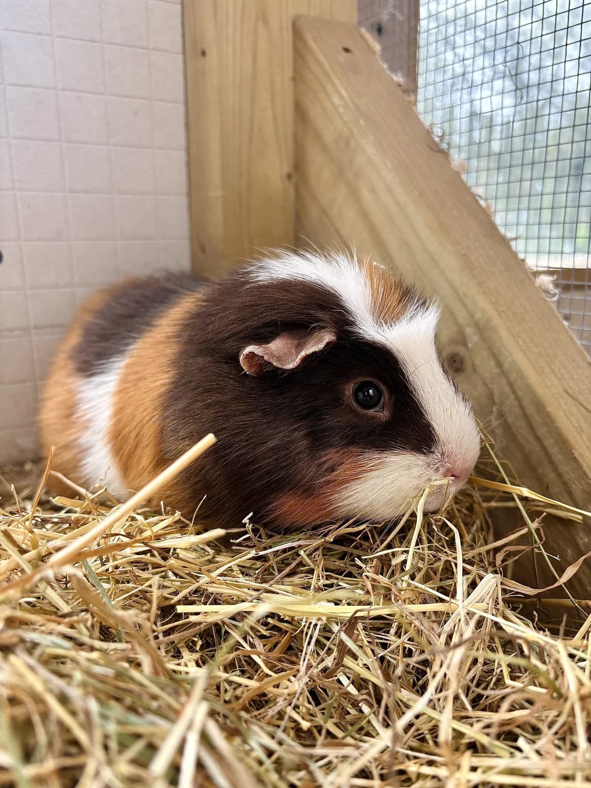 Ranger, male mixed breed for adoption at All Creatures Great & Small Animal Sanctuary