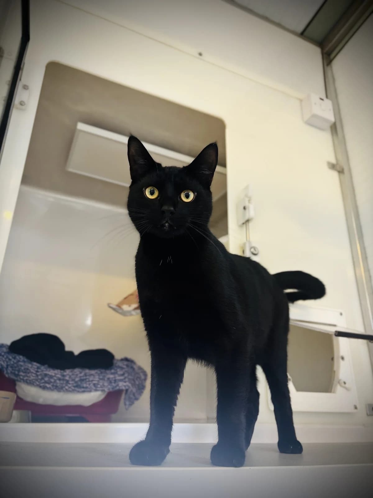 Salem, male puppy Mixed Breed Cat for adoption at All Creatures Great & Small Animal Sanctuary