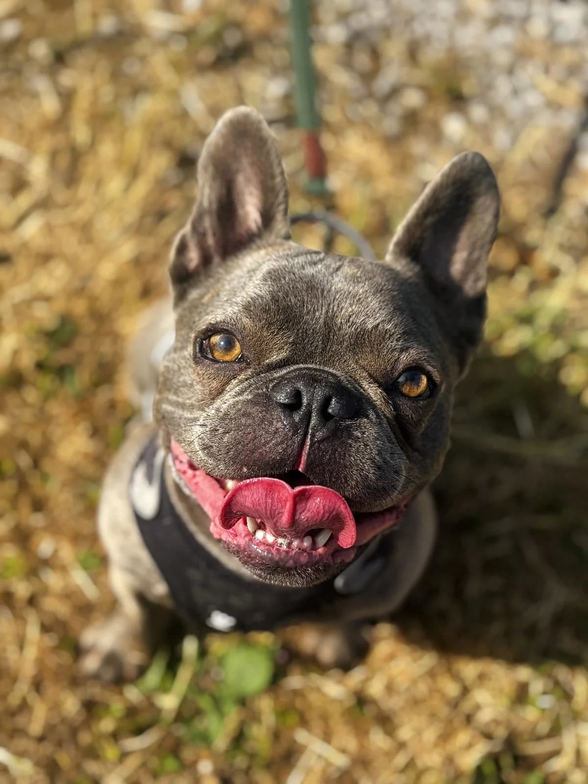 Sid, male 4yo English Bulldog for adoption at All Creatures Great & Small Animal Sanctuary