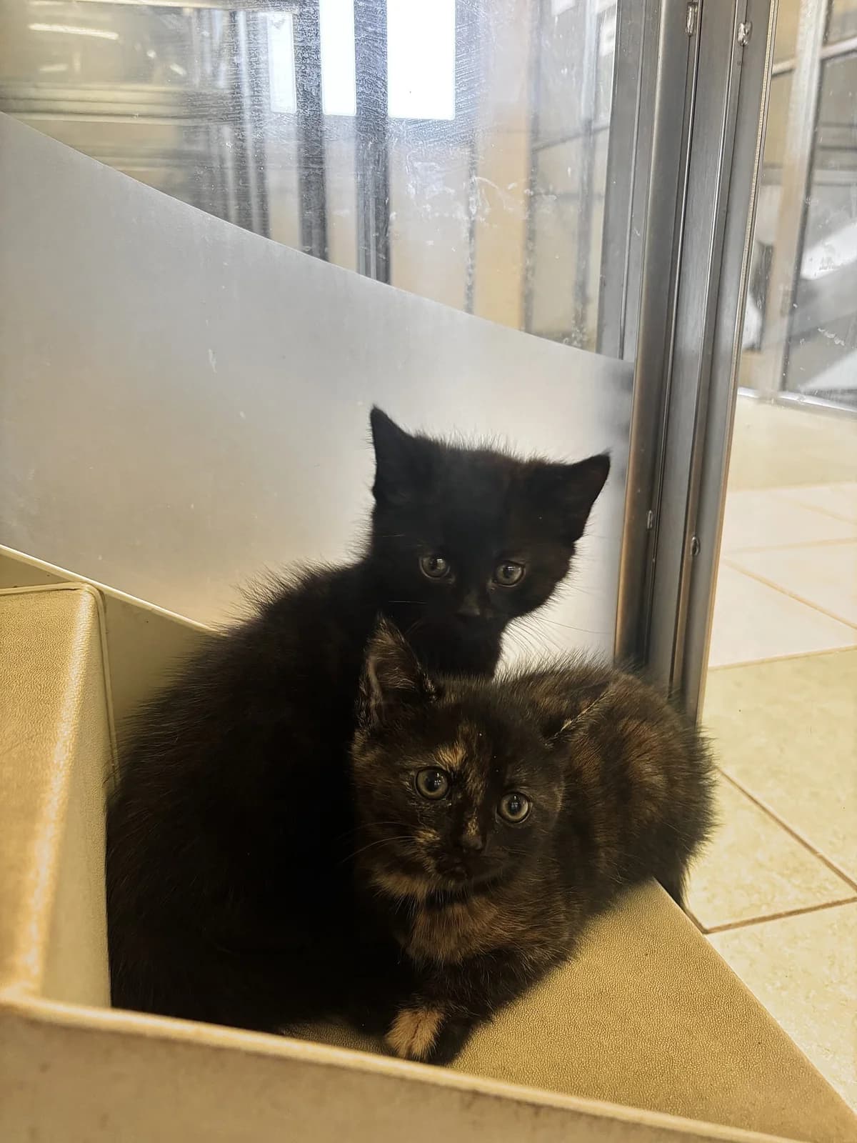 Spark & Ash, male puppy Mixed Breed Cat for adoption at All Creatures Great & Small Animal Sanctuary