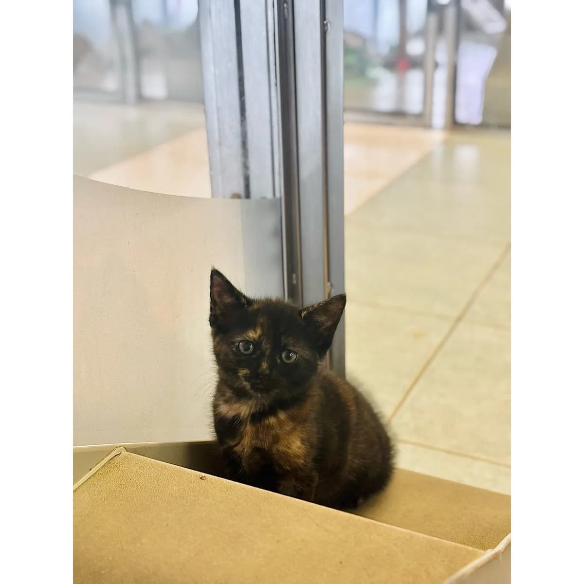 Spark, female puppy Mixed Breed Cat for adoption at All Creatures Great & Small Animal Sanctuary