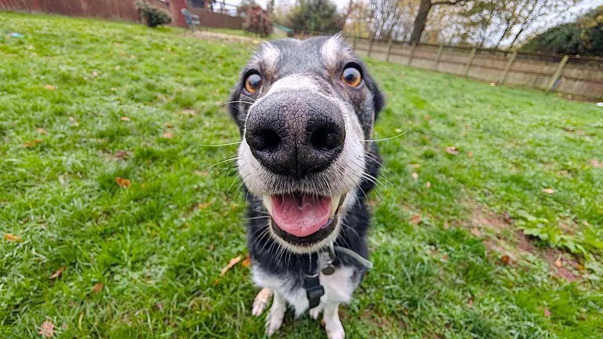 Squish, male senior Collie for adoption at All Creatures Great & Small Animal Sanctuary