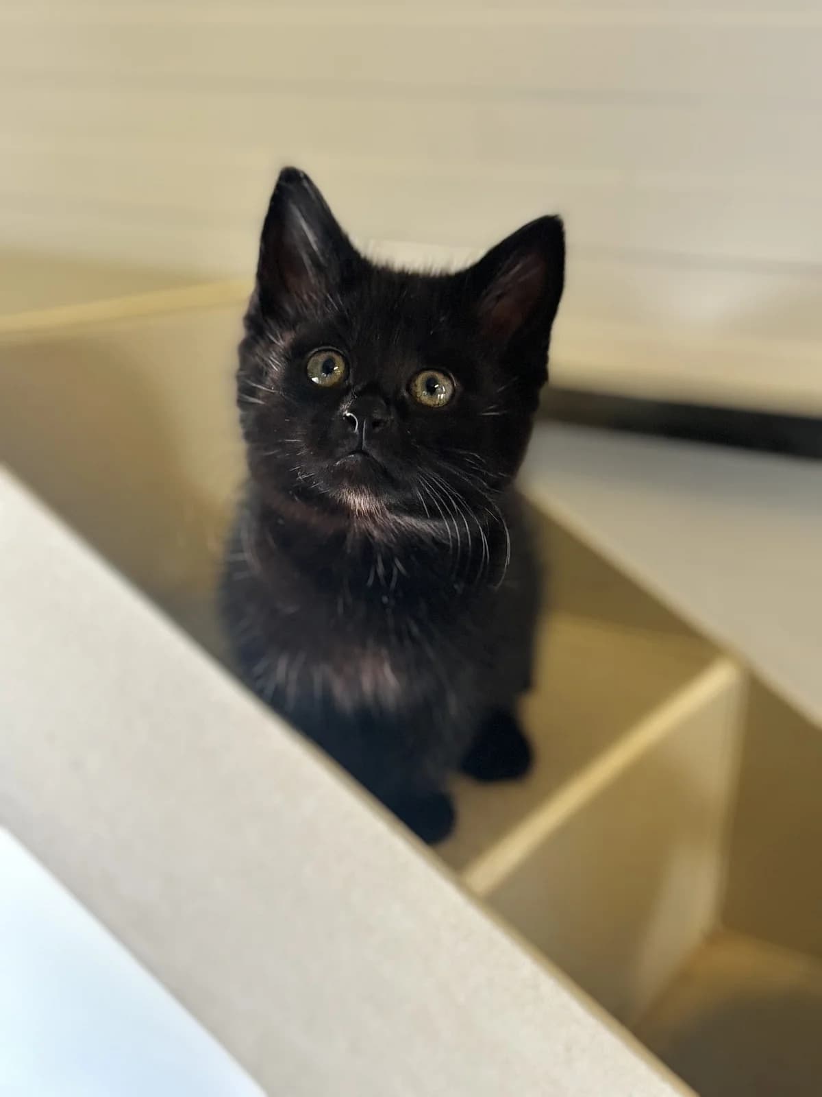 Stu, male puppy Mixed Breed Cat for adoption at All Creatures Great & Small Animal Sanctuary
