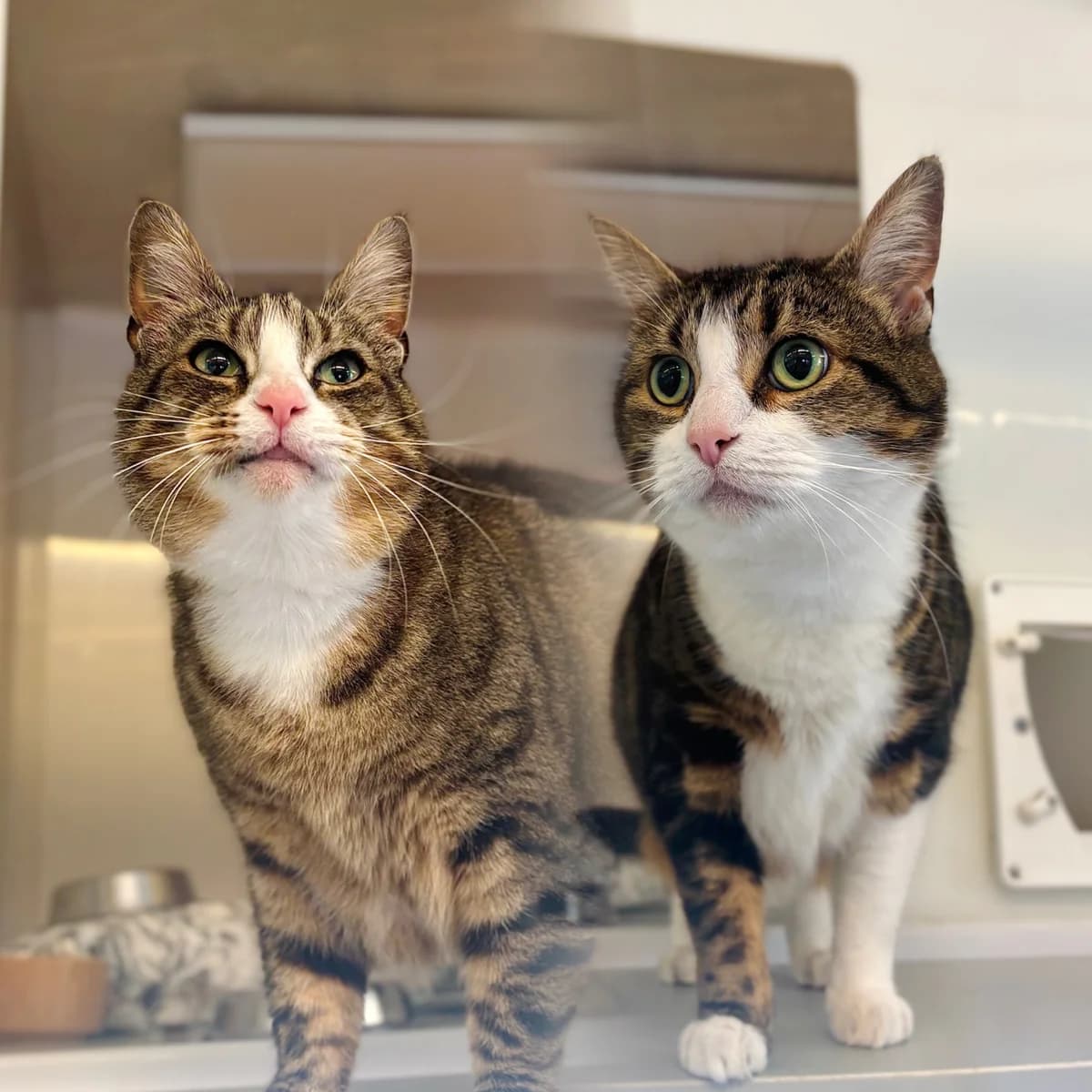 Sundae & S’Mores, senior Mixed Breed Cat for adoption at All Creatures Great & Small Animal Sanctuary