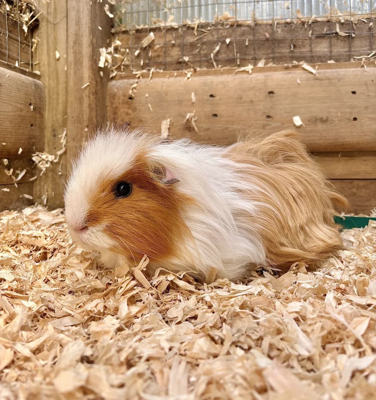 Tango, male mixed breed for adoption at All Creatures Great & Small Animal Sanctuary