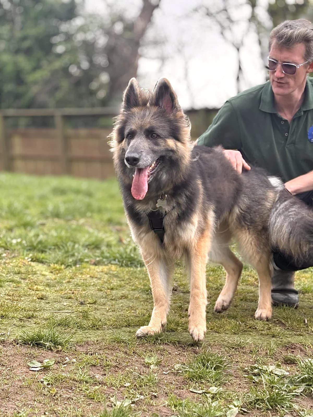 Tanzi, female young German Shepherd for adoption at All Creatures Great & Small Animal Sanctuary