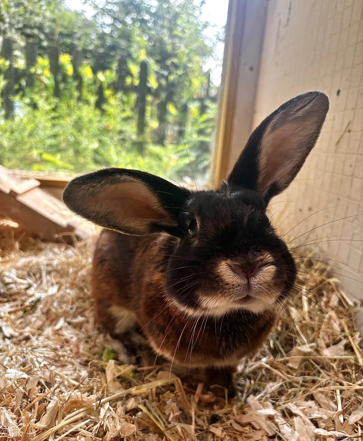 Teddy, male young mixed breed for adoption at All Creatures Great & Small Animal Sanctuary