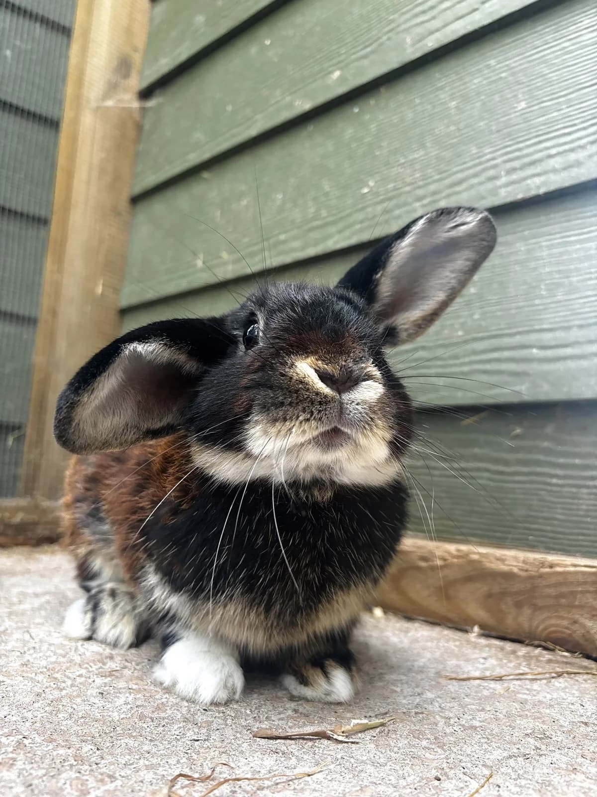 Teddy, male young mixed breed for adoption at All Creatures Great & Small Animal Sanctuary
