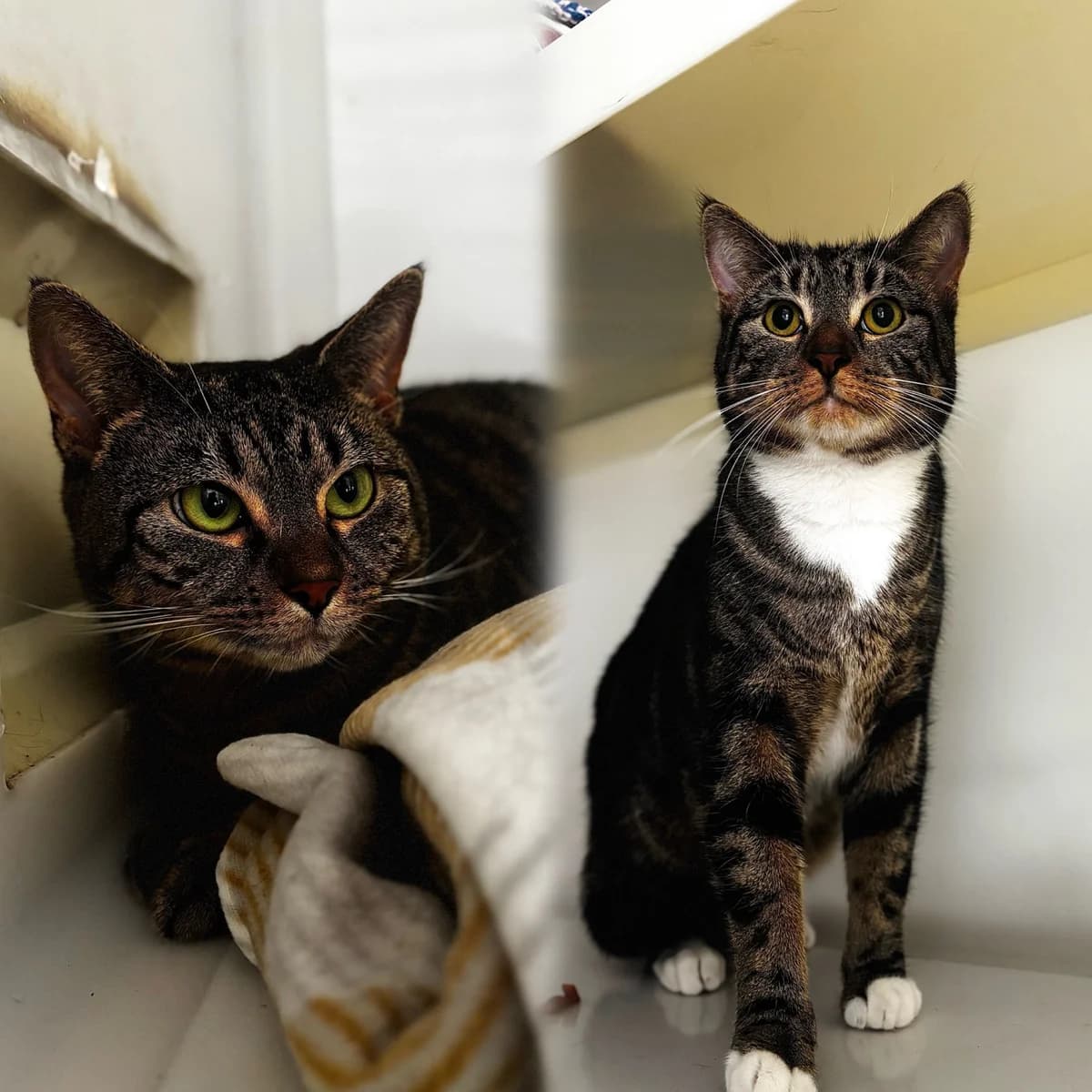 Toby & Rain, male young Mixed Breed Cat for adoption at All Creatures Great & Small Animal Sanctuary