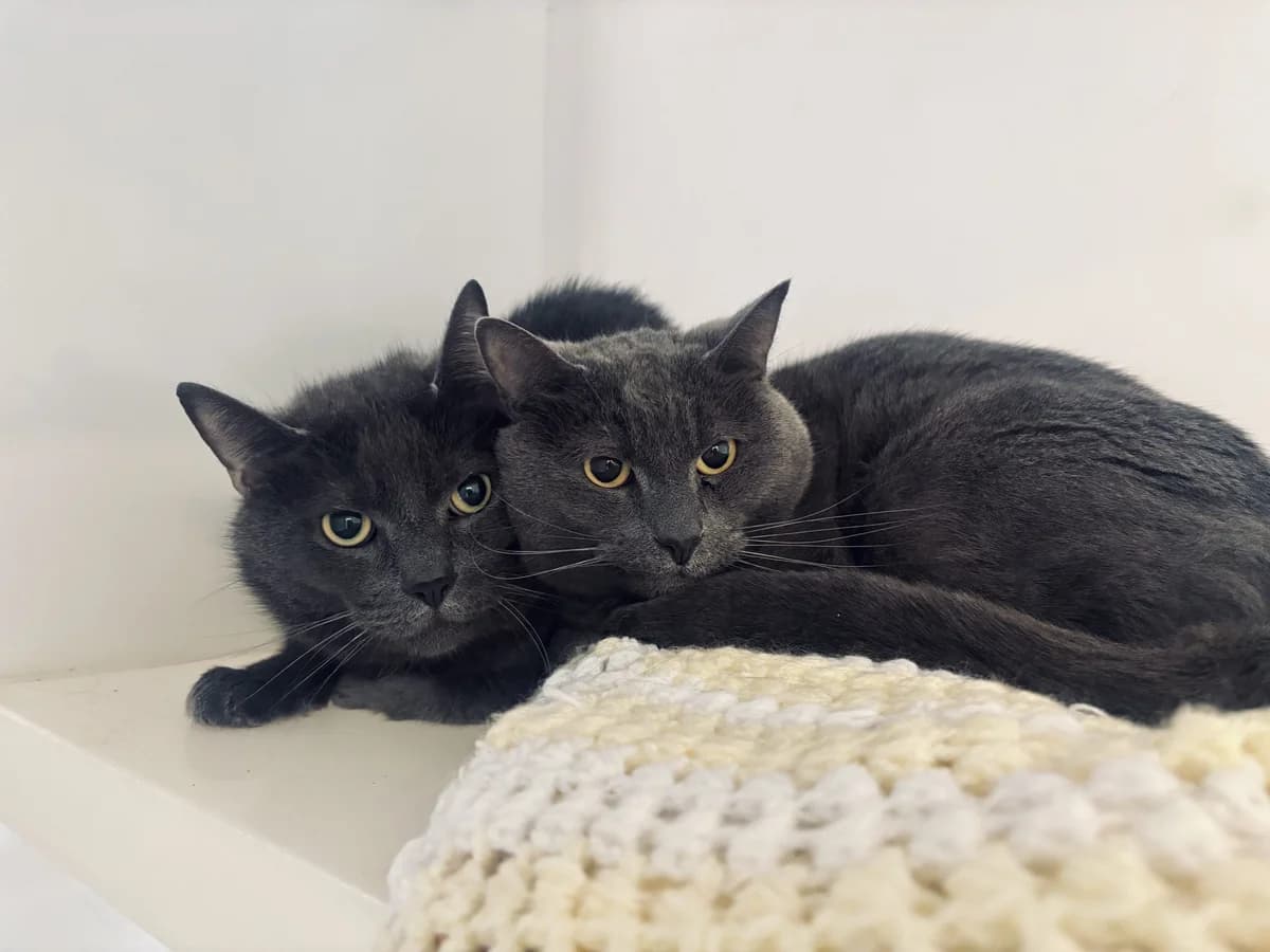Tommy Pickles & Chucky, senior Russian Blue for adoption at All Creatures Great & Small Animal Sanctuary