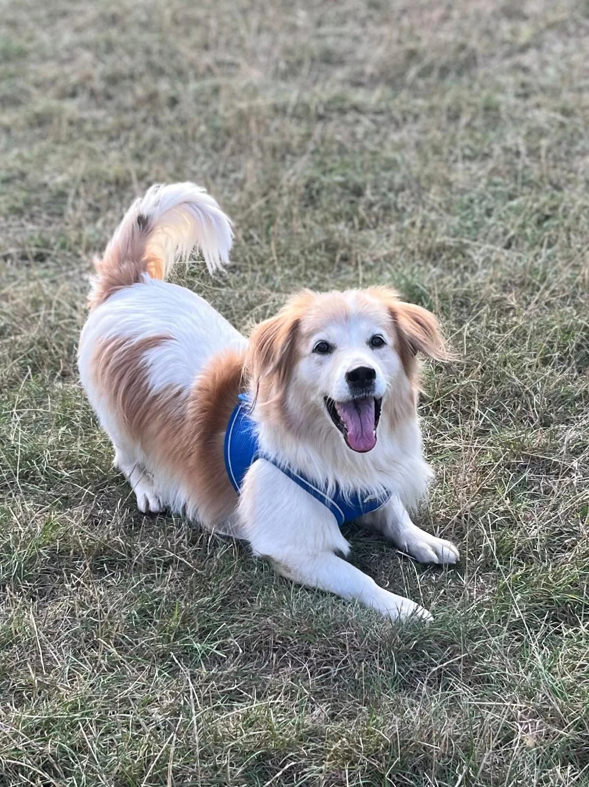 Anna, female 5yo mixed breed for adoption at All Dogs Matter, London