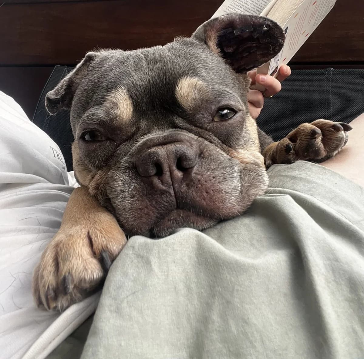 April, female 4yo mixed breed for adoption at All Dogs Matter, London