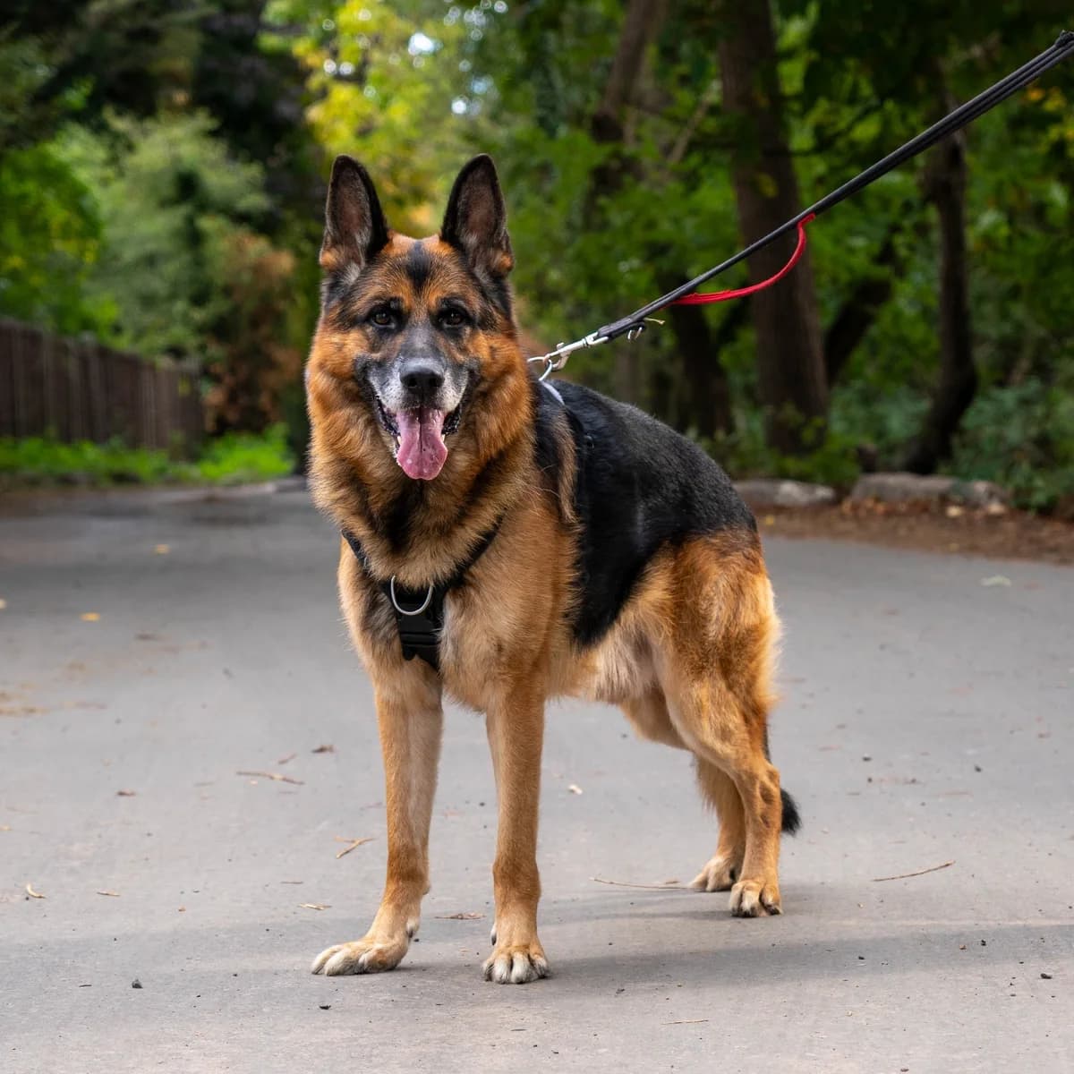 Aran, female 6yo German Shepherd for adoption at All Dogs Matter, London