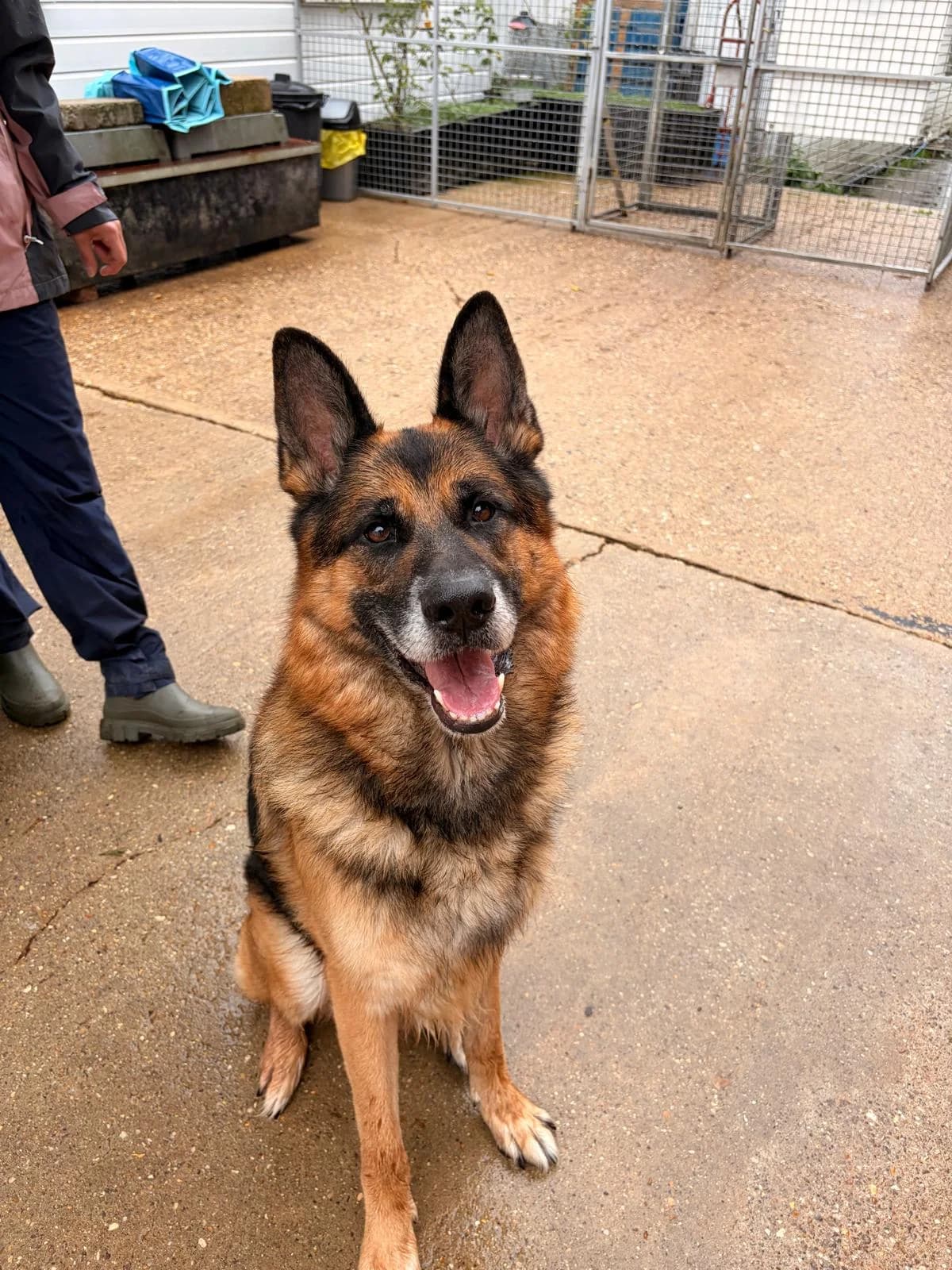 Aran, female 6yo German Shepherd for adoption at All Dogs Matter, London