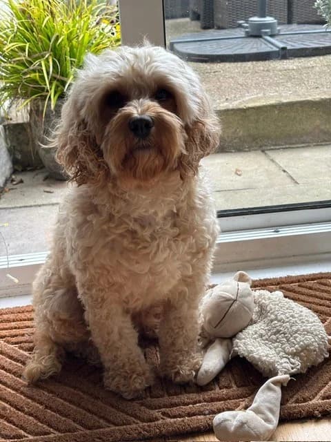 Babs, female 4yo mixed breed for adoption at All Dogs Matter, London