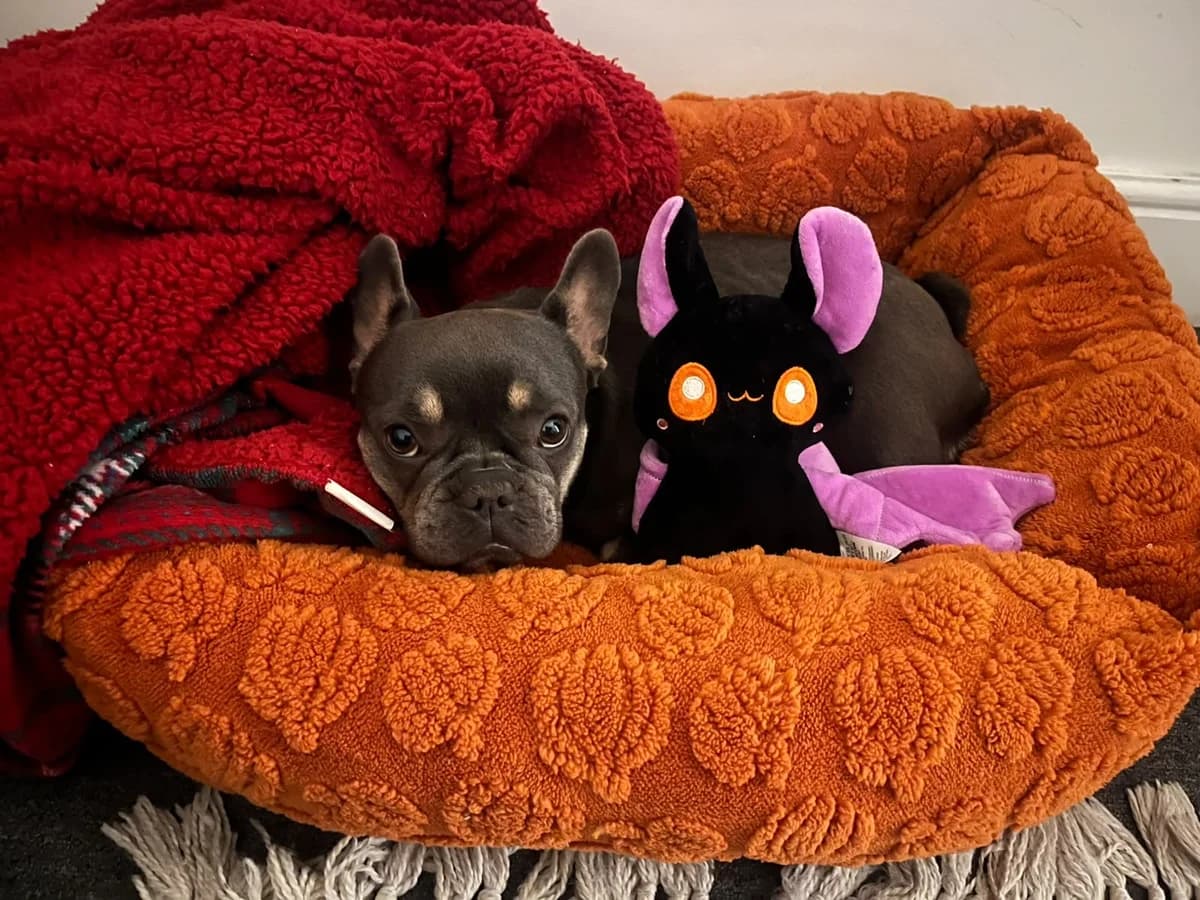 Beau, female young French Bulldog for adoption at All Dogs Matter, London