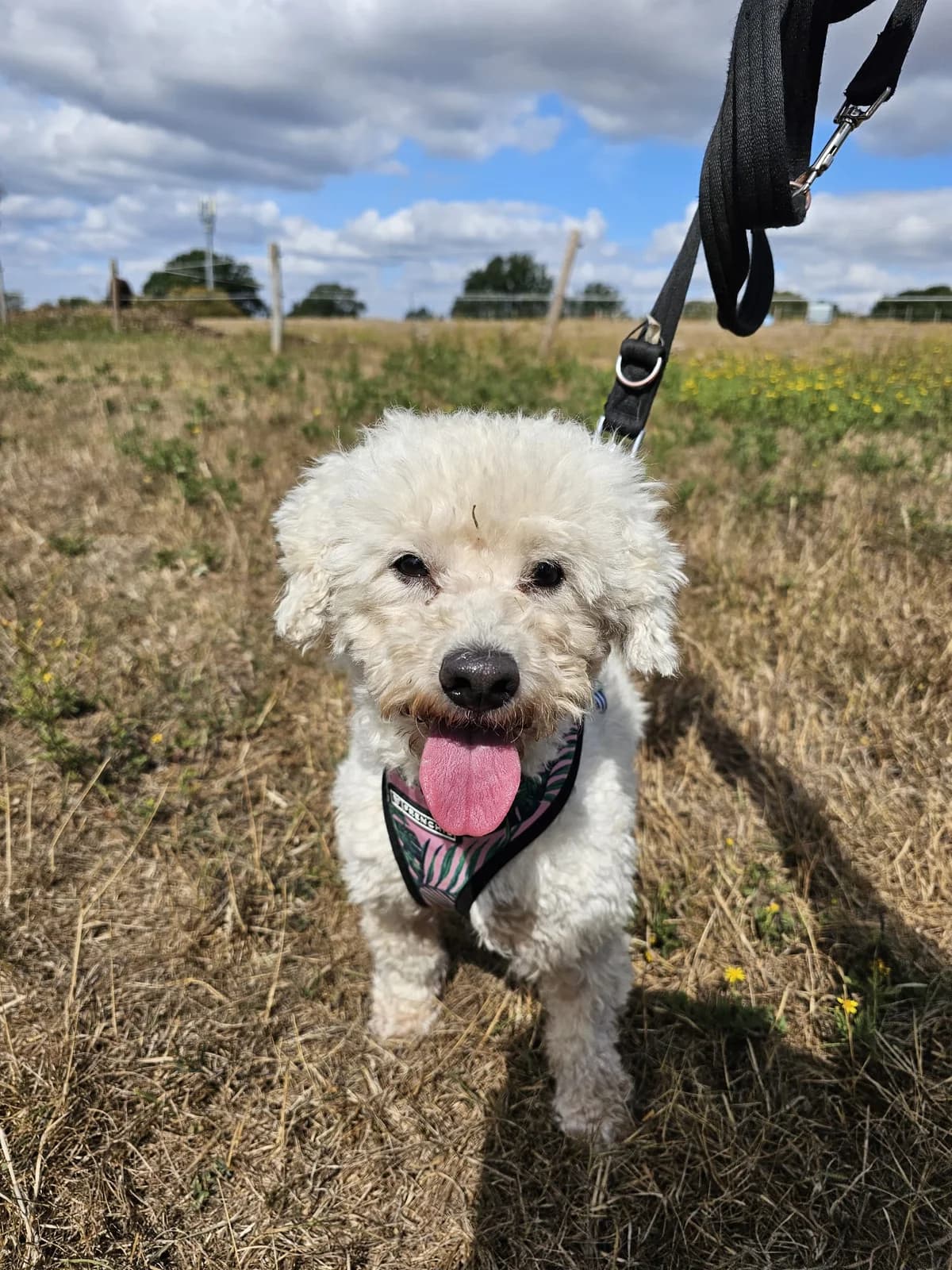 Benny, female 5yo Poodle for adoption at All Dogs Matter, London