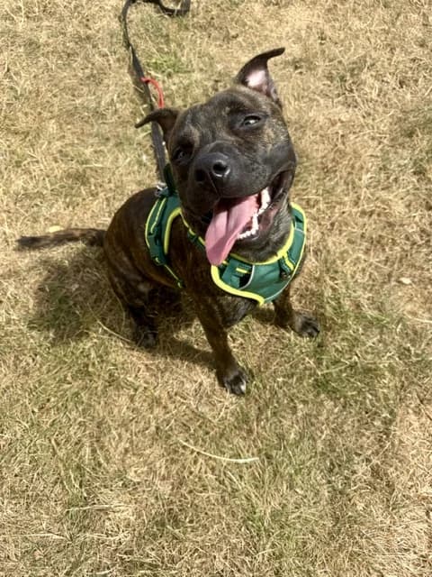 Bernie, female 3yo mixed breed for adoption at All Dogs Matter, London