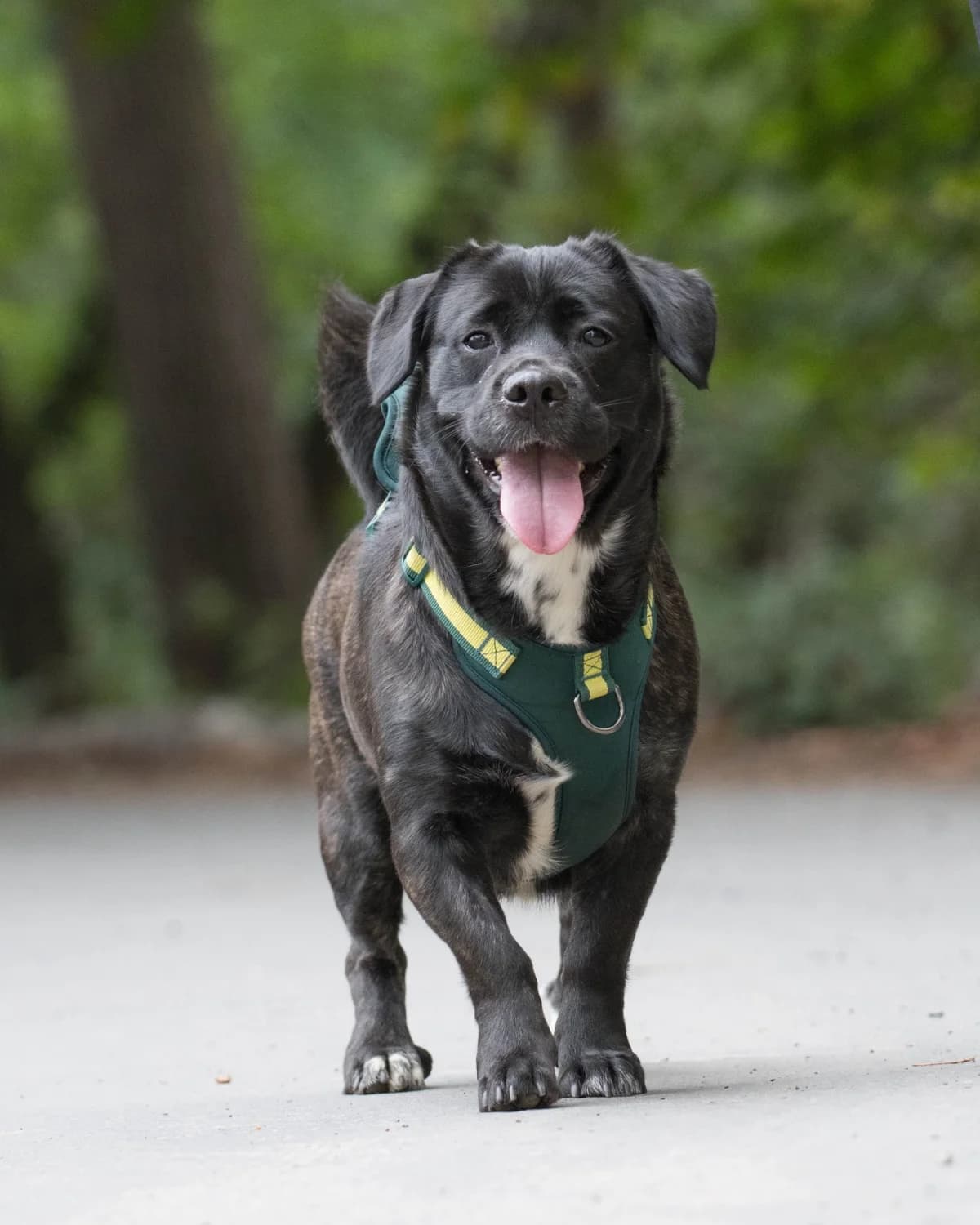 Brenda, female 3yo Mixed Breed for adoption at All Dogs Matter, London