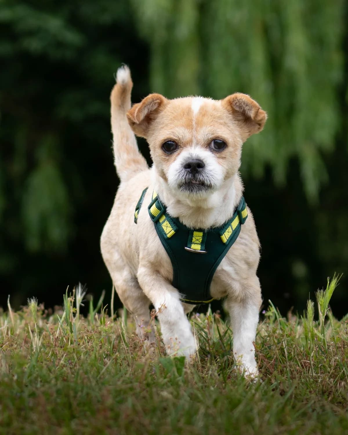 Brie, female senior mixed breed for adoption at All Dogs Matter, London