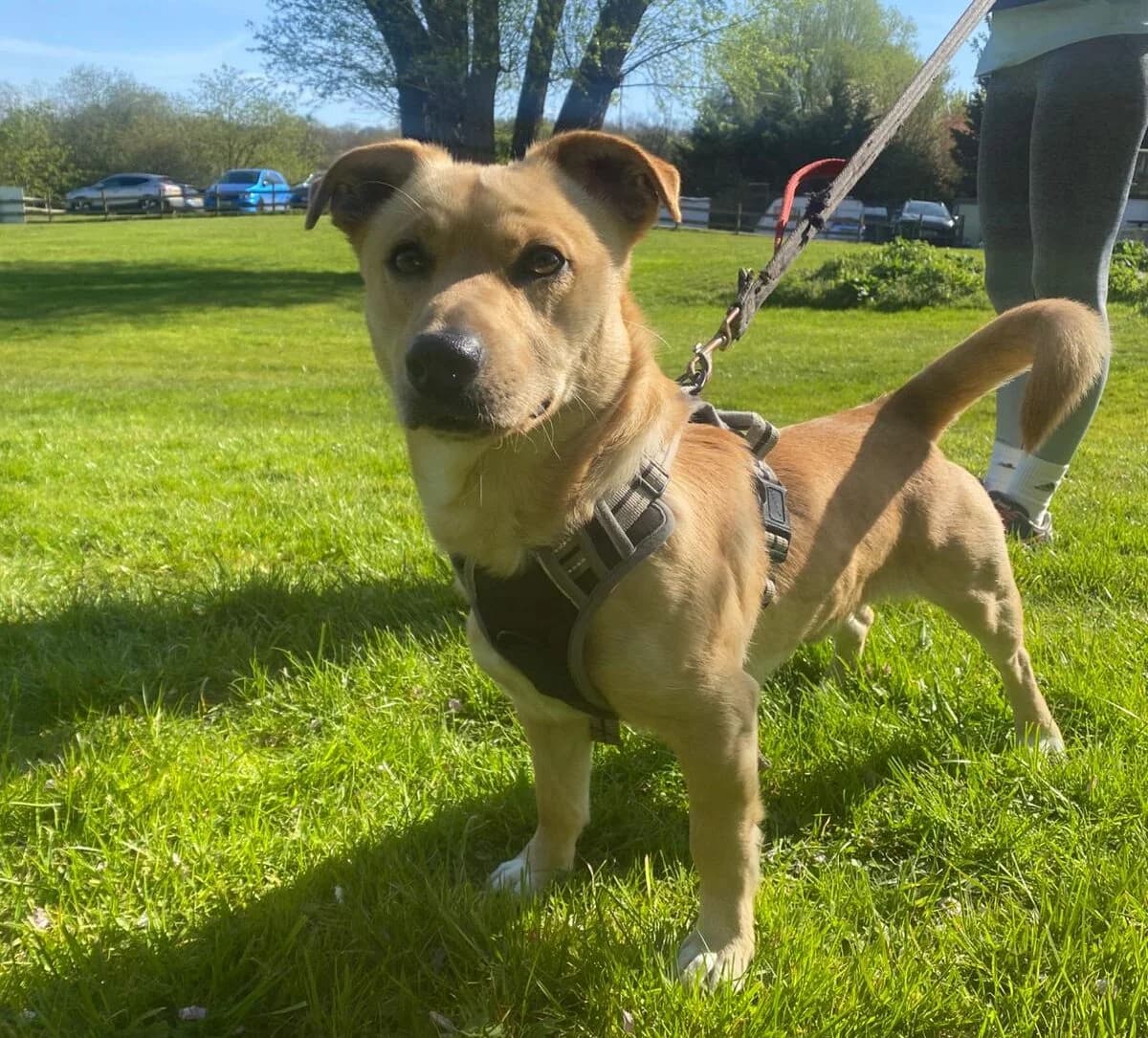 Chase, female young mixed breed for adoption at All Dogs Matter, London