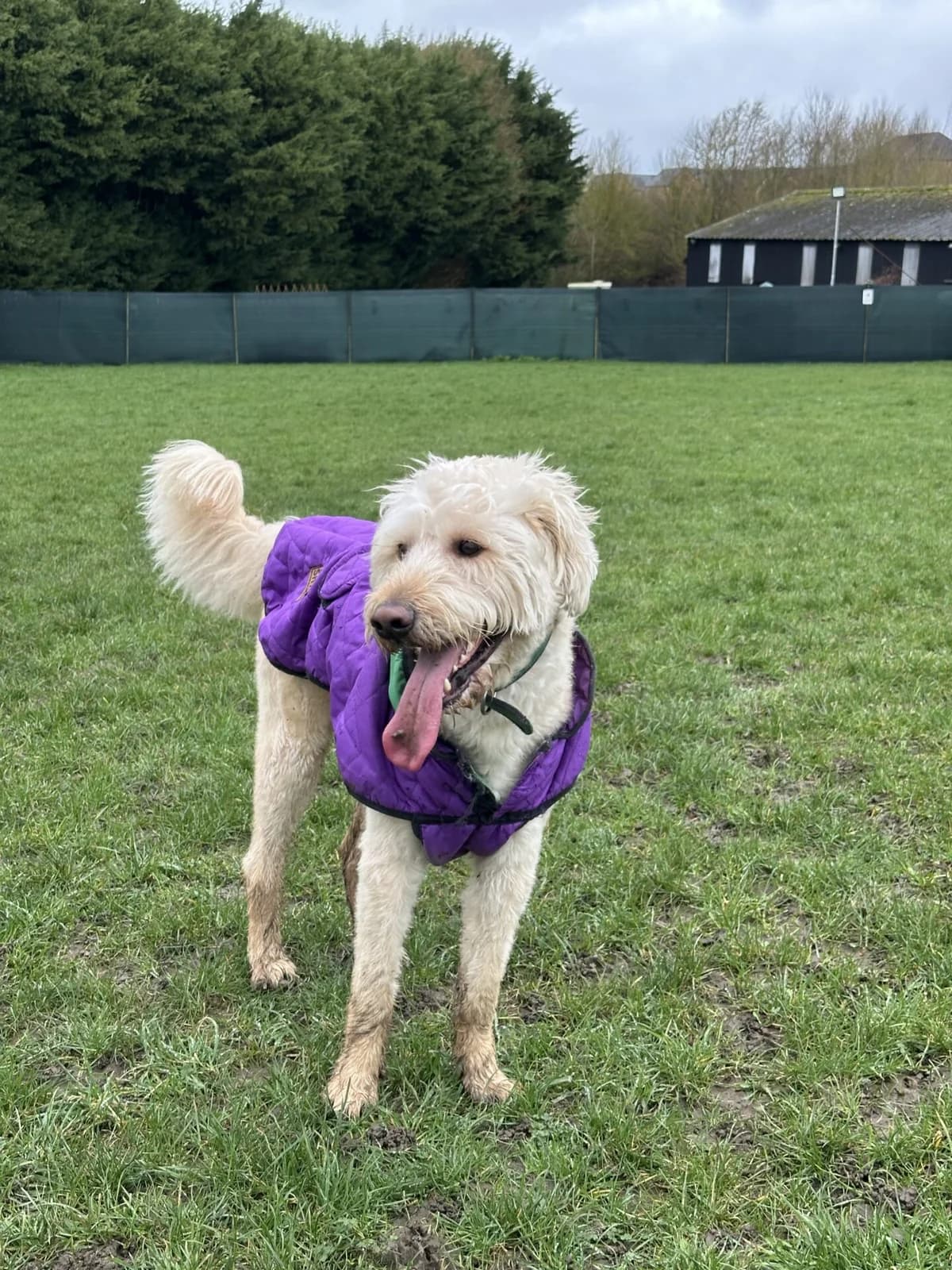 Chester, female 3yo Husky for adoption at All Dogs Matter, London