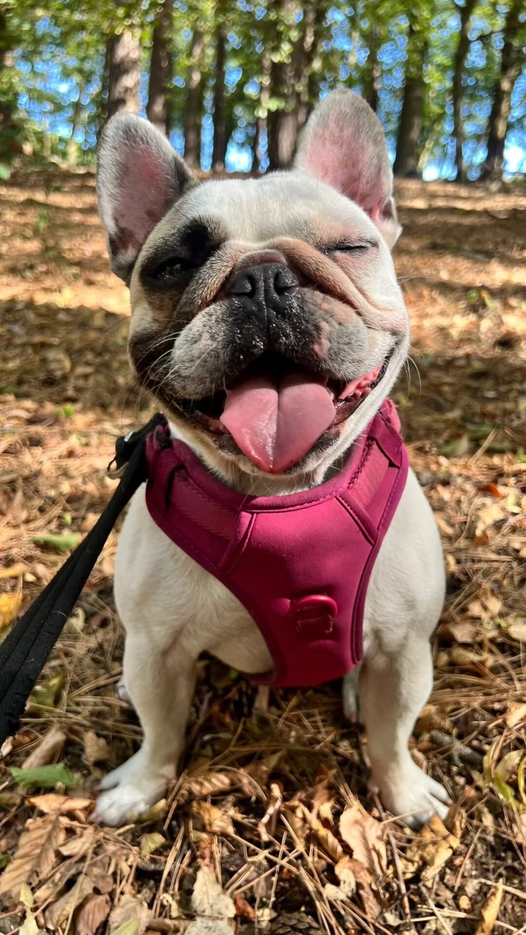 Chloe, female young mixed breed for adoption at All Dogs Matter, London