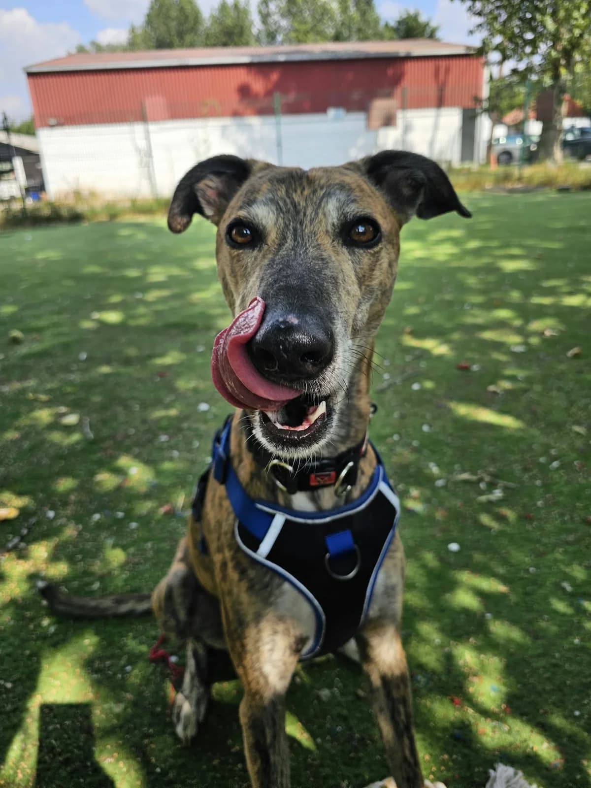Colin, female 5yo Lurcher for adoption at All Dogs Matter, London