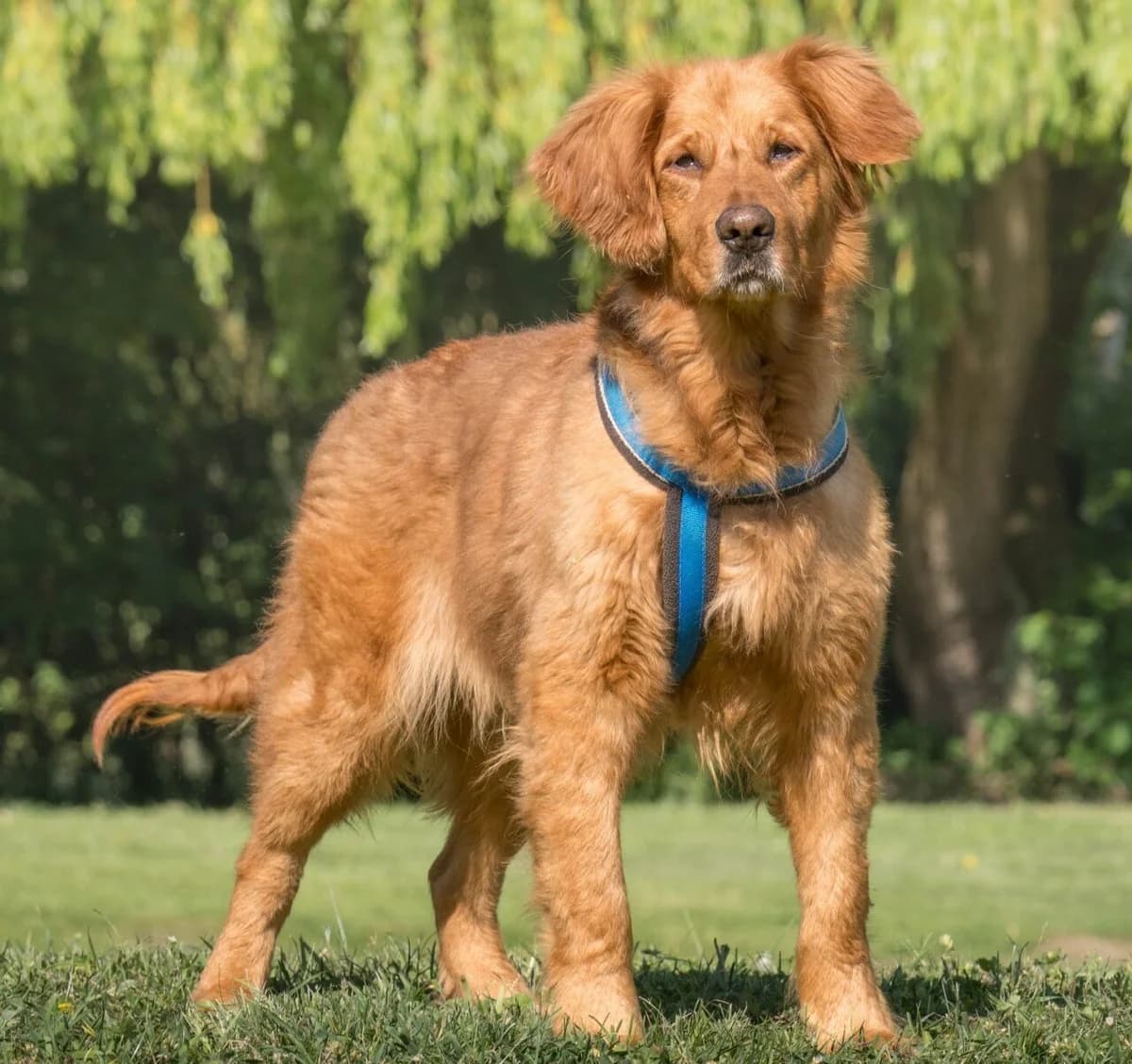 Daphne, female 4yo mixed breed for adoption at All Dogs Matter, London