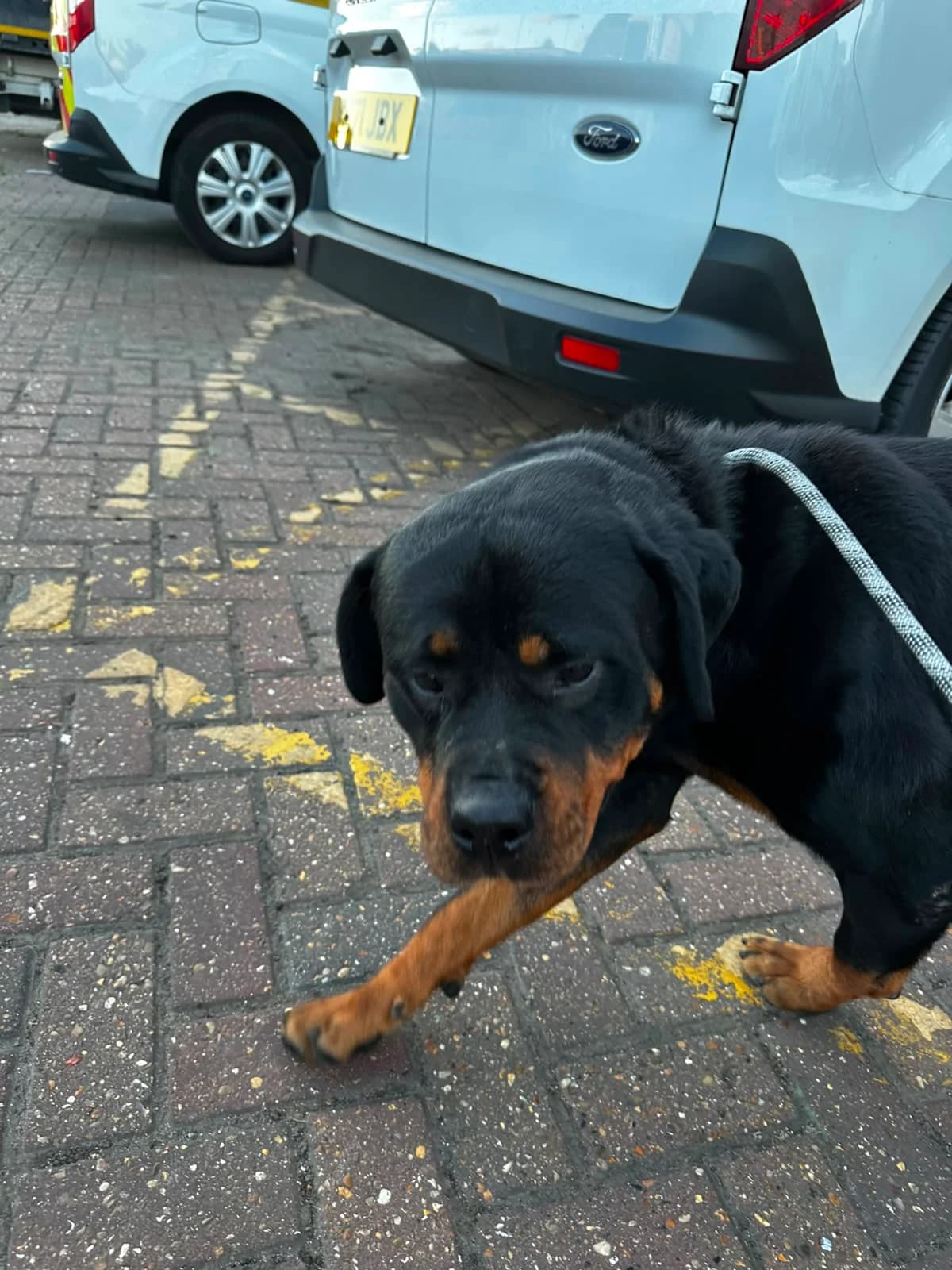 DeeDee, female 5yo Rottweiler for adoption at All Dogs Matter, London