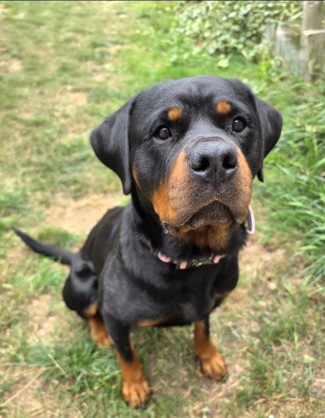 Boda, female 5yo Rottweiler for adoption at All Dogs Matter, London
