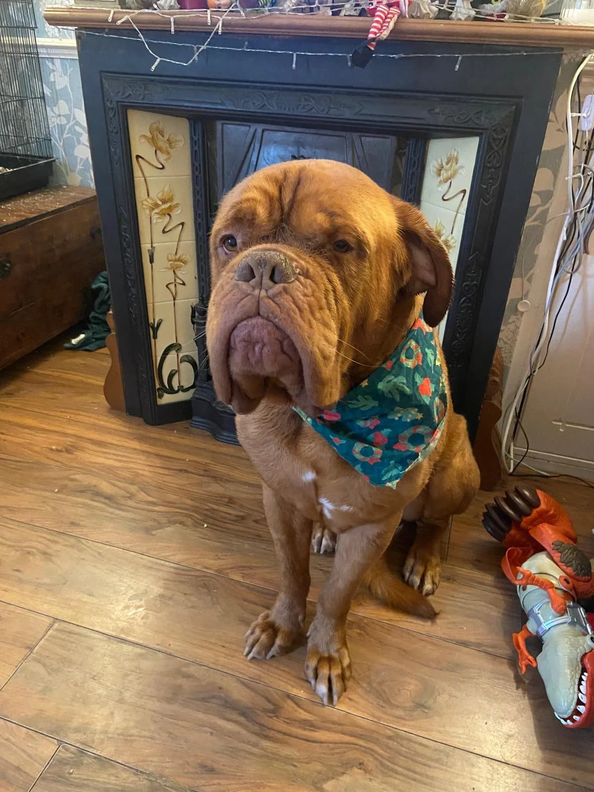 Don, female 6yo mixed breed for adoption at All Dogs Matter, London