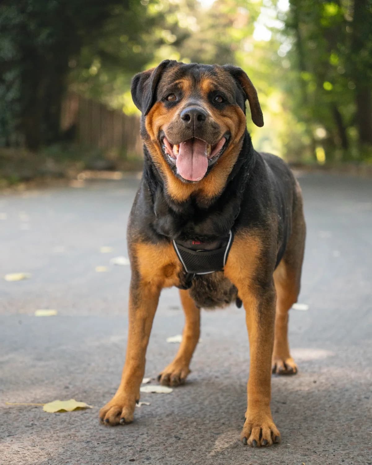 Dusty, female 5yo Rottweiler for adoption at All Dogs Matter, London