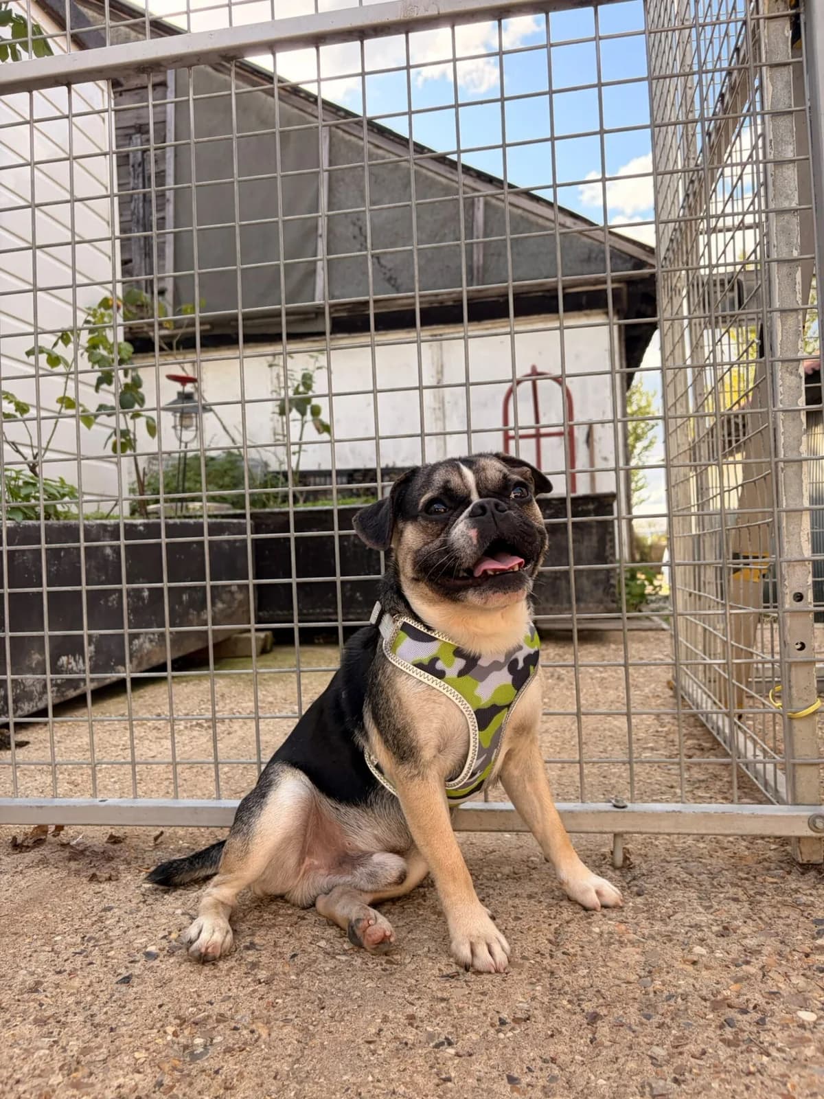 Eddie, female 5yo Pug for adoption at All Dogs Matter, London