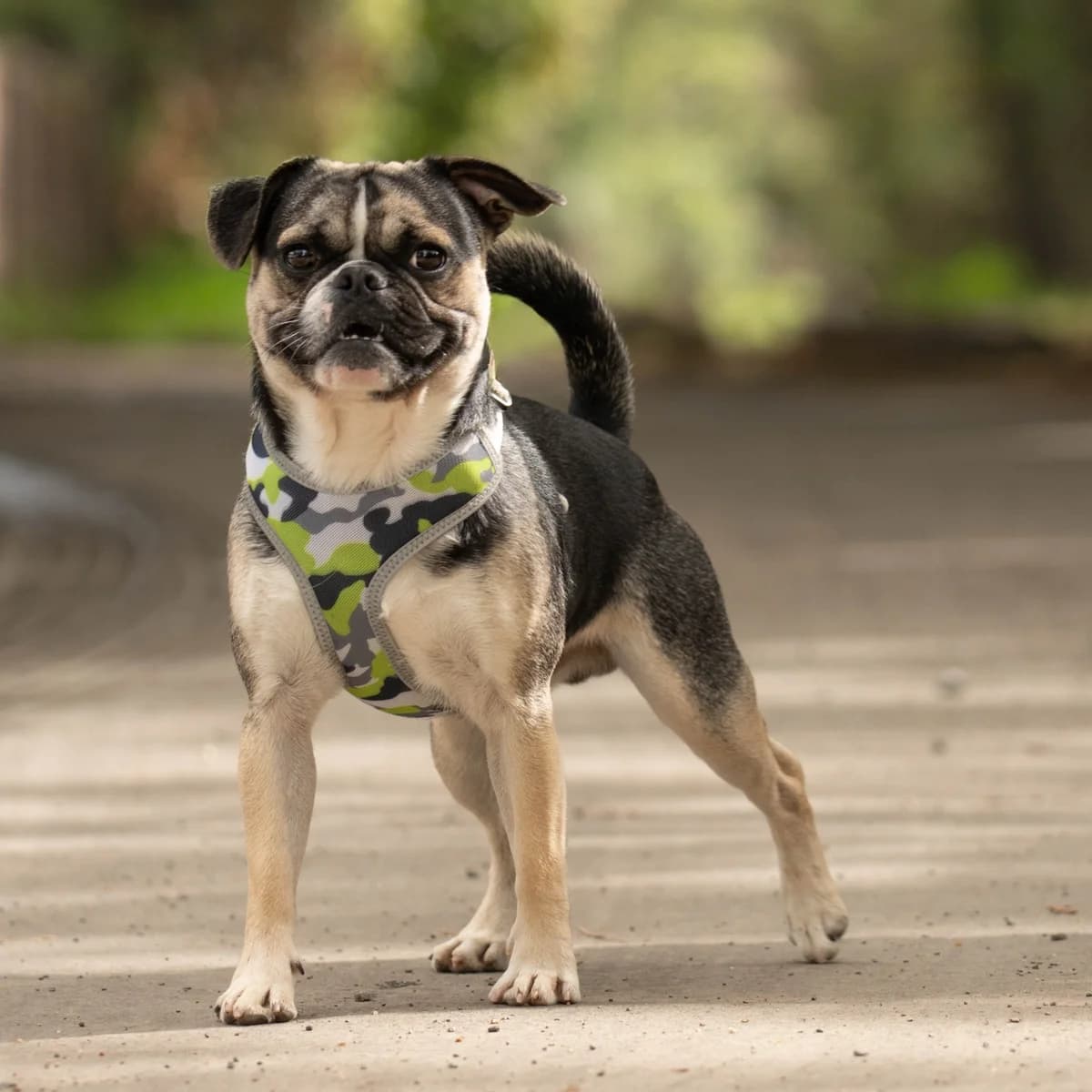 Eddie, female 5yo Pug for adoption at All Dogs Matter, London