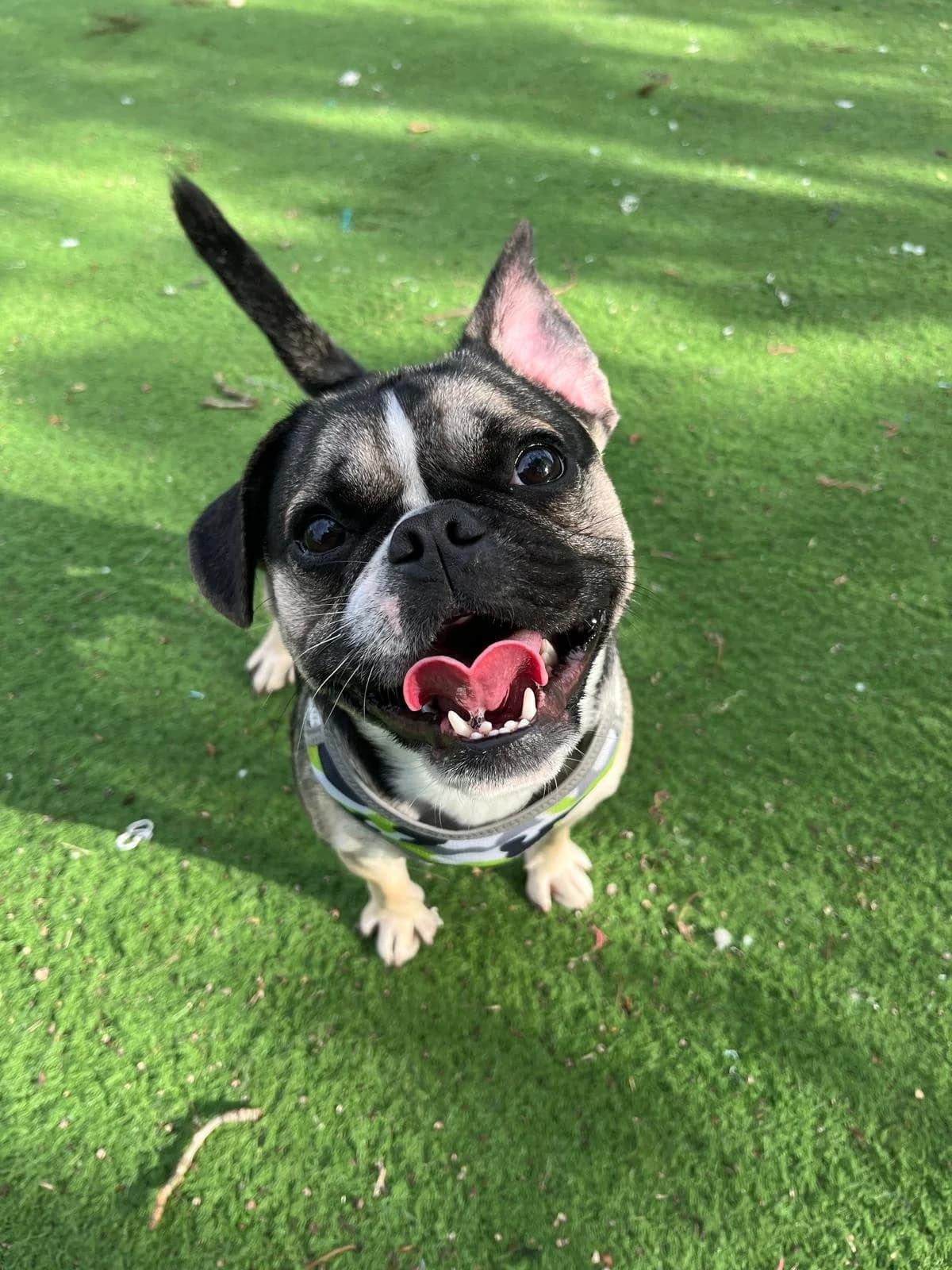 Eddie, female 5yo Pug for adoption at All Dogs Matter, London