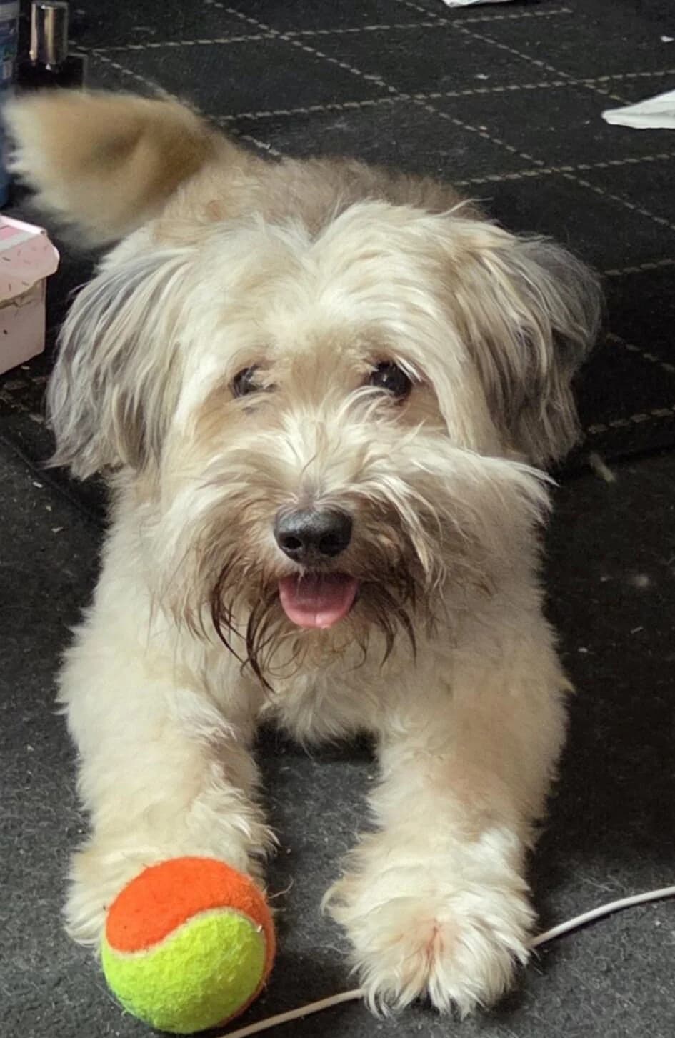 Gizmo, female young mixed breed for adoption at All Dogs Matter, London