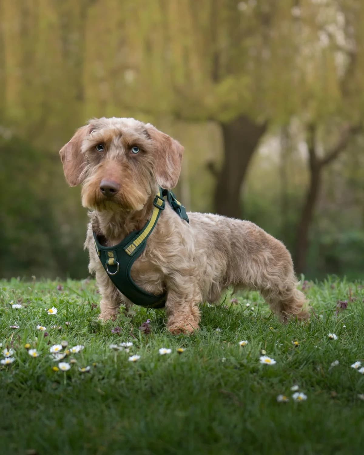 Hector, female 4yo mixed breed for adoption at All Dogs Matter, London