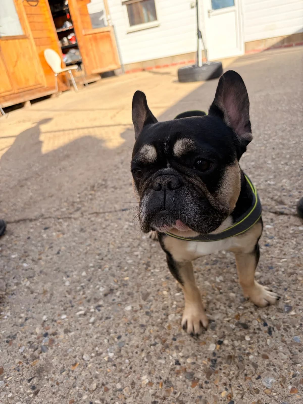 Herman, female 3yo Pug for adoption at All Dogs Matter, London