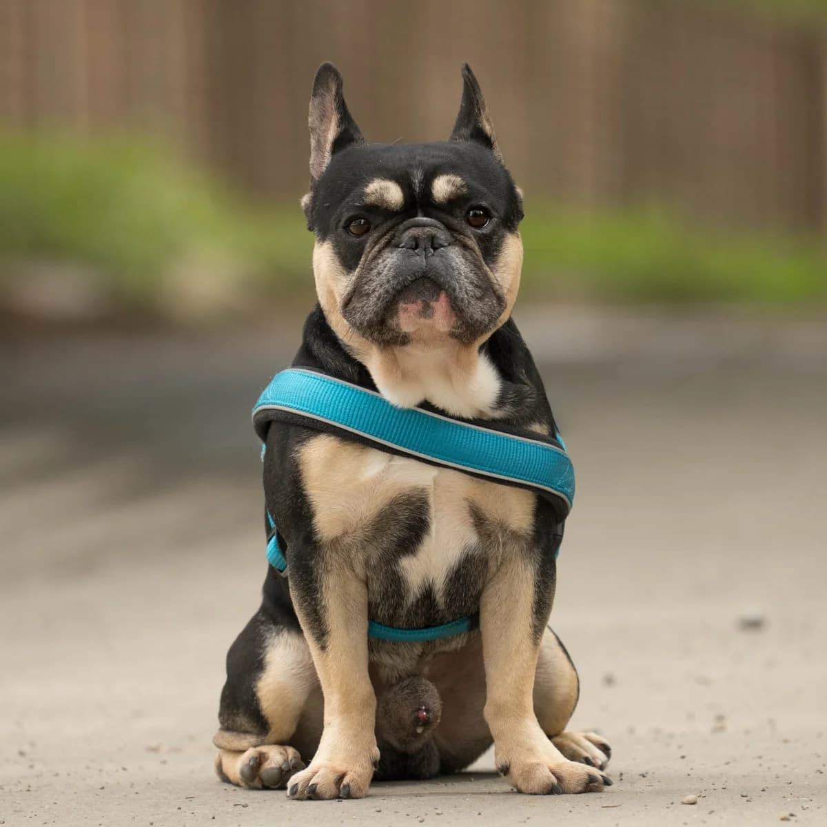 Herman, female 3yo English Bulldog for adoption at All Dogs Matter, London