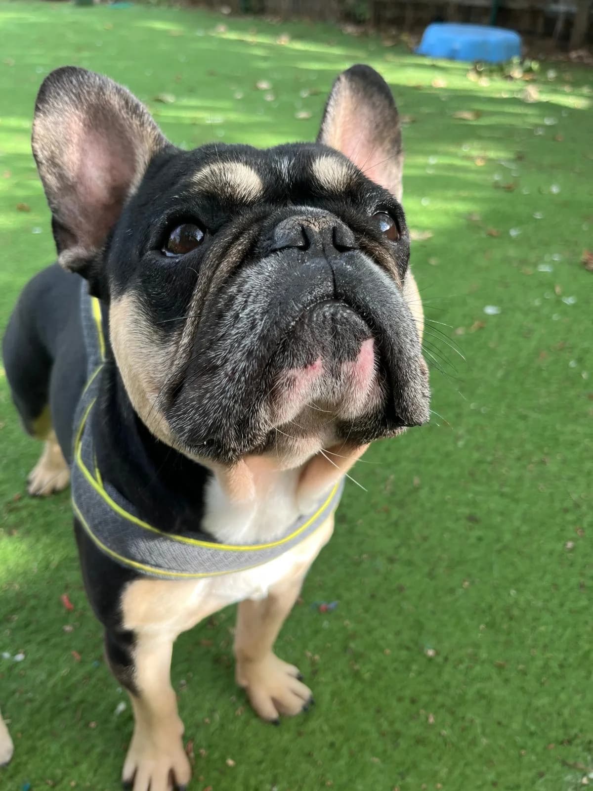 Herman, female 3yo English Bulldog for adoption at All Dogs Matter, London