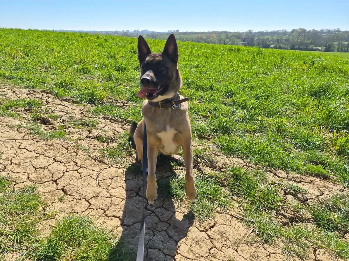 Honey, female 3yo Akita for adoption at All Dogs Matter, London