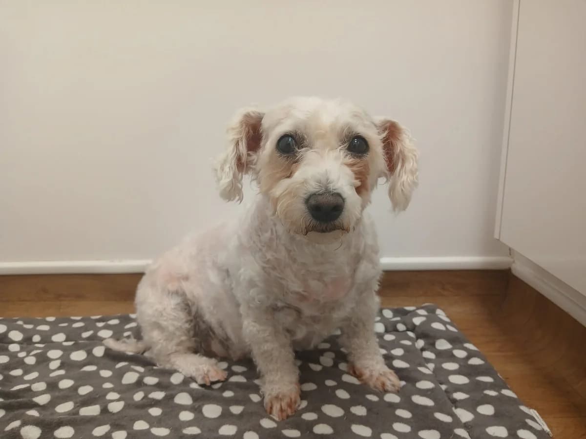 Hope, female 5yo Bichon Frisé for adoption at All Dogs Matter, London