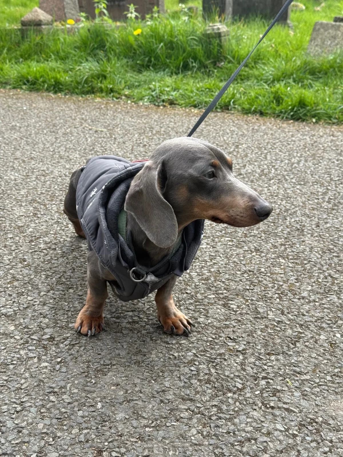 Jellybean, female 3yo mixed breed for adoption at All Dogs Matter, London