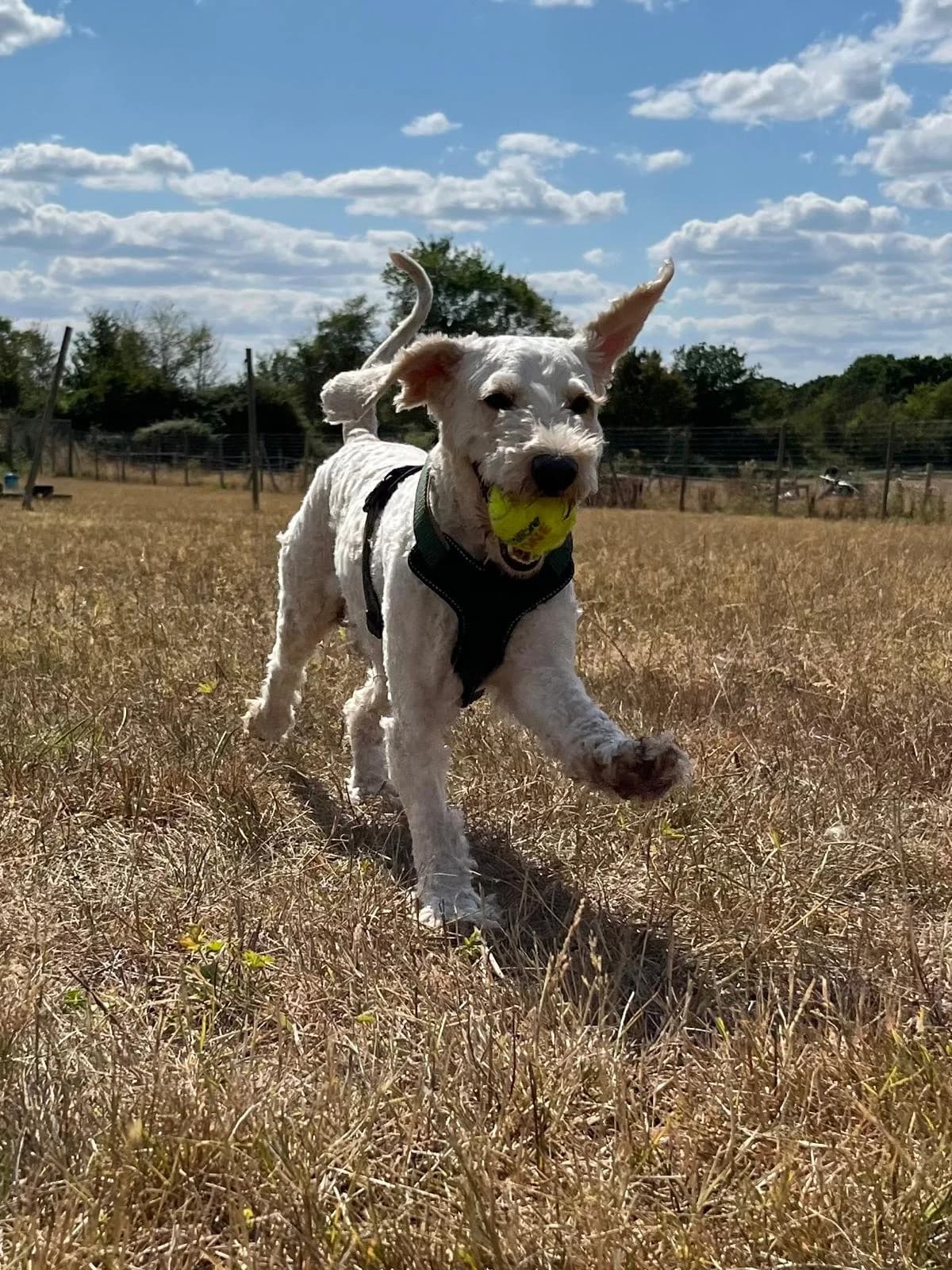 Jim, female 5yo mixed breed for adoption at All Dogs Matter, London