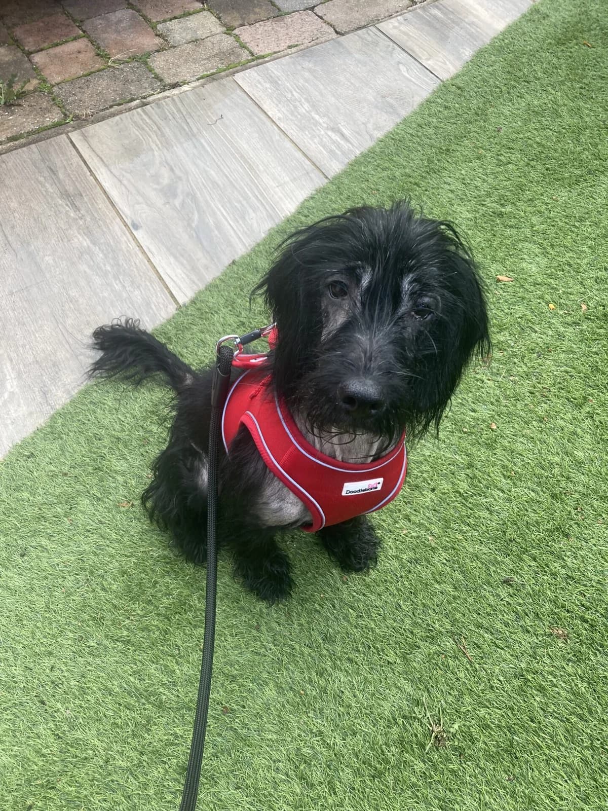 Jinx, female young mixed breed for adoption at All Dogs Matter, London