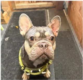 Koby, female 5yo French Bulldog for adoption at All Dogs Matter, London