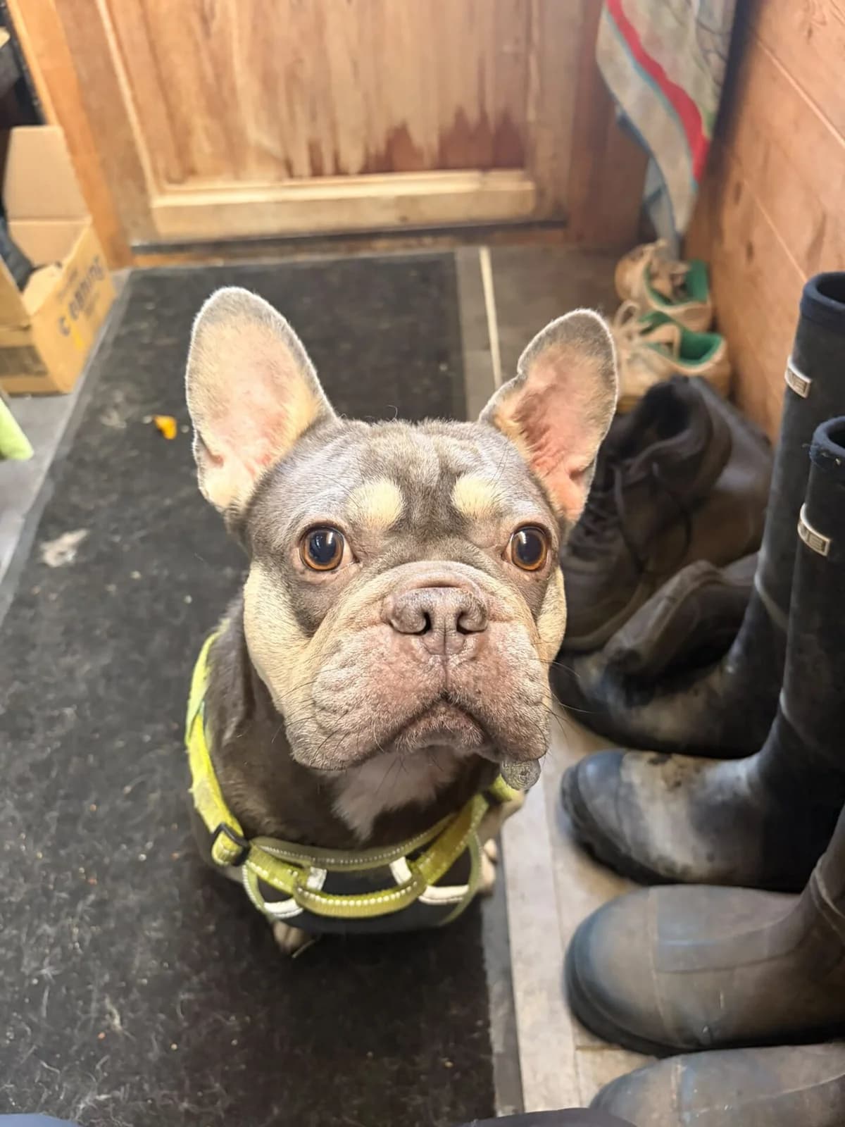 Koby, female 5yo French Bulldog for adoption at All Dogs Matter, London
